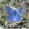 polyommat bellargus male5 don1